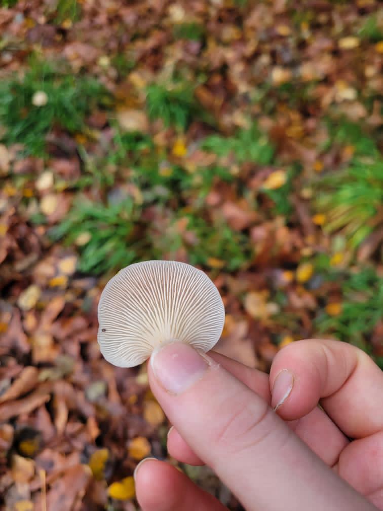 Mushroom Gill Ring